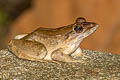 Four-lined Tree Frog Polypedates leucomystax (Common Tree Frog)