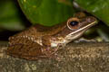 Four-lined Tree Frog Polypedates leucomystax (Common Tree Frog)