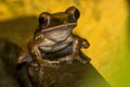 Four-lined Tree Frog Polypedates leucomystax (Common Tree Frog)