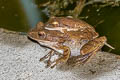 Four-lined Tree Frog Polypedates leucomystax (Common Tree Frog)