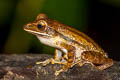 Four-lined Tree Frog Polypedates leucomystax (Common Tree Frog)