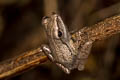 Four-lined Tree Frog Polypedates leucomystax (Common Tree Frog)