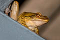 Four-lined Tree Frog Polypedates leucomystax (Common Tree Frog)