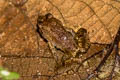 Hasche's Frog Limnonectes hascheanus (Stoliczka's Frog)