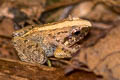 Hasche's Frog Limnonectes hascheanus (Stoliczka's Frog)