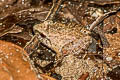 Hasche's Frog Limnonectes hascheanus (Stoliczka's Frog)