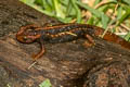 Himalayan Newt Tylototriton verrucosus