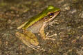 Hose's Rock Frog Odorrana hosii