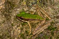 Hose's Rock Frog Odorrana hosii