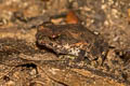 Indochinese Dwarf Toad Ingerophrynus parvus