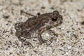 Indochinese Dwarf Toad Ingerophrynus parvus