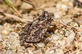 Indochinese Dwarf Toad Ingerophrynus parvus