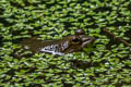 Jarujin's Frog Limnonectes jarujini (Jarujin's Stream Frog