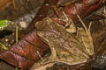 Lesser Stream Horned Frog Xenophrys parva