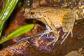 Lesser Stream Horned Frog Xenophrys parva