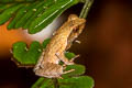 Lesser Stream Horned Frog Xenophrys parva