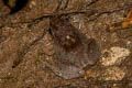 Limborg's Frog Limnonectes limborgi