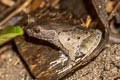 Malayan Horned Frog Grillitschia aceras 