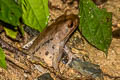 Malayan Horned Frog Grillitschia aceras 