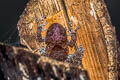 Malayan Pied Warted Tree Frog Theloderma asperum