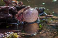 Malcolm's Chorus Frog Microhyla malcolmi