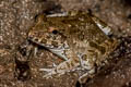 Moodie's Crab-eating Frog Fejervarya moodiei