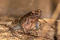 Mortensen's Frog Sylvirana mortenseni