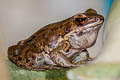 Mortensen's Frog Sylvirana mortenseni