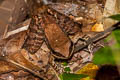 Mortensen's Frog Sylvirana mortenseni