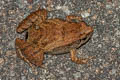 Mukhlesur's Chorus Frog Microhyla mukhlesuri (Mukhlesur's Narrow-mouthed Frog)