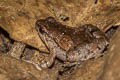 Mukhlesur's Chorus Frog Microhyla mukhlesuri (Mukhlesur's Narrow-mouthed Frog)