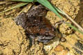 Mukhlesur's Chorus Frog Microhyla mukhlesuri (Mukhlesur's Narrow-mouthed Frog)