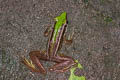 Red-eared Frog Hylarana erythraea (Green-backed Frog)