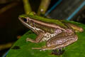 Red-eared Frog Hylarana erythraea (Green-backed Frog)