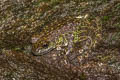 Schmaker's Frog Odorrana schmackeri