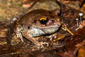 Smith's Litter Frog Leptobrachium smithi