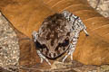 Smith's Litter Frog Leptobrachium smithi