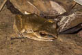 Spot-legged Tree Frog Polypedates megacephalus (White-lipped Tree Frog)