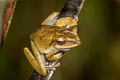 Spot-legged Tree Frog Polypedates megacephalus (White-lipped Tree Frog)