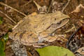 Spot-legged Tree Frog Polypedates megacephalus (White-lipped Tree Frog)