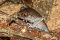 Spotted Litter Frog Leptobrachium hendricksoni