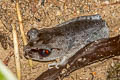 Spotted Litter Frog Leptobrachium hendricksoni