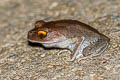 Spotted Litter Frog Leptobrachium hendricksoni