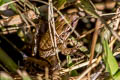 Stripe-backed Frog Hylarana macrodactyla