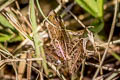 Stripe-backed Frog Hylarana macrodactyla