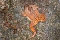 Striped Burrowing Frog Glyphoglossus guttulatus (Striped Spadefoot Frog)