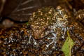 Tasan Frog Alcalus pullus