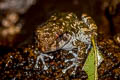 Tasan Frog Alcalus pullus