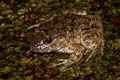 Taylor's Stream Frog Limnonectes taylori