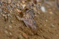 Taylor's Stream Frog Limnonectes taylori